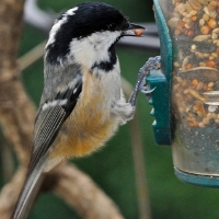 Coal Tit